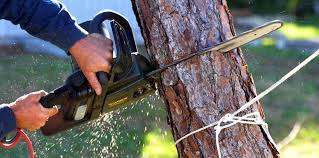Best Fruit Tree Pruning  in Pike Road, AL