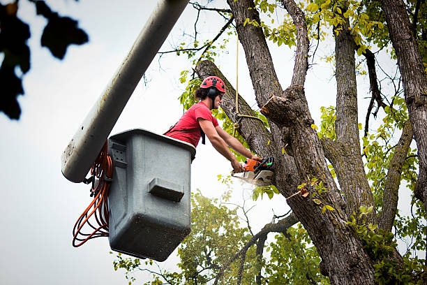 Best Emergency Tree Removal  in Pike Road, AL